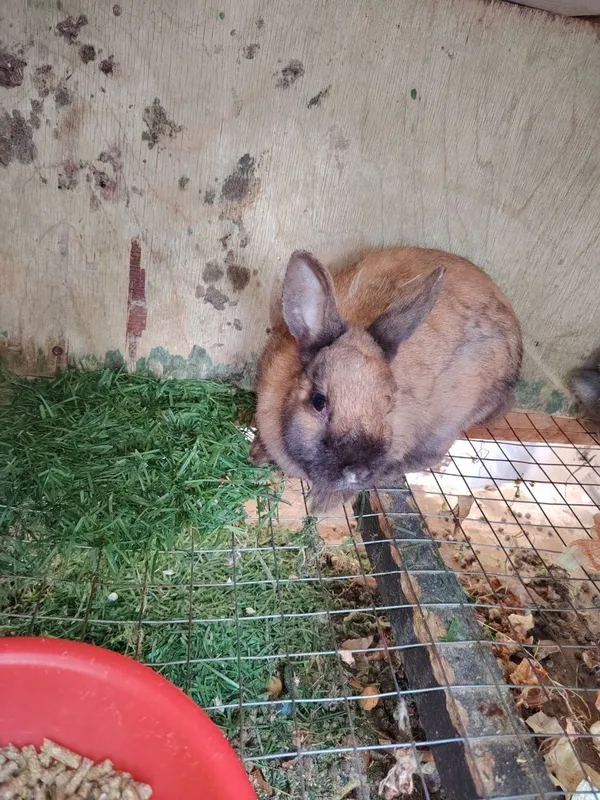 "Карликовые декоративные олмахон-кролики" продаются 2 "Карликовые декоративные олмахон-кролики" продаются 2