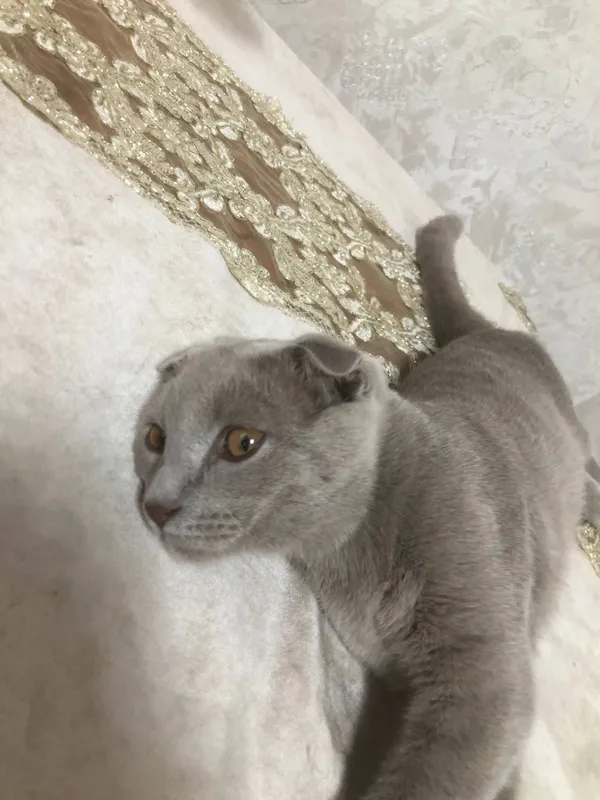 Кот: британский 4 Кот: британский 4