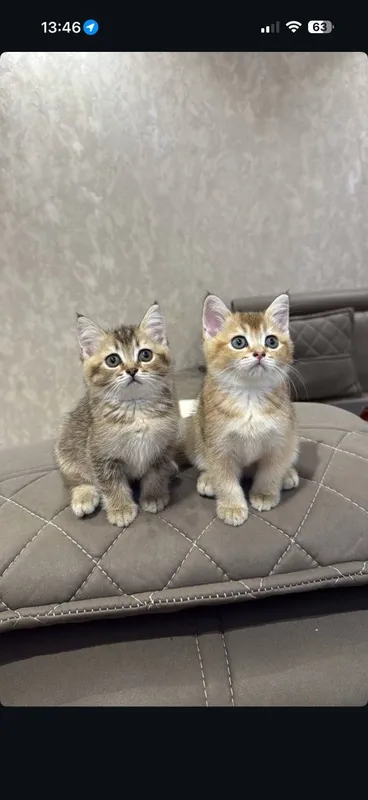 Scottish fold mushukchalar 5