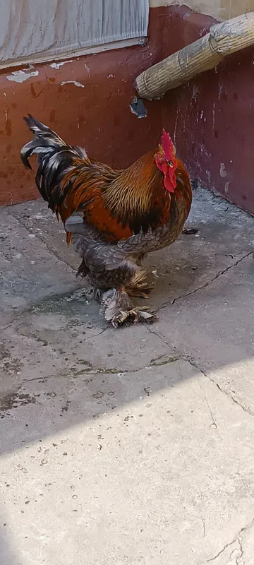 Xorozla sotiladi