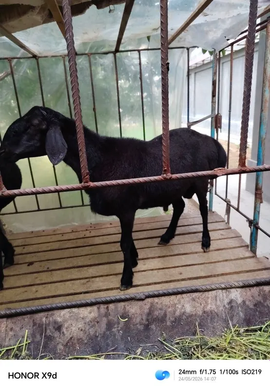 Qurbonlikga qochqorlar bor