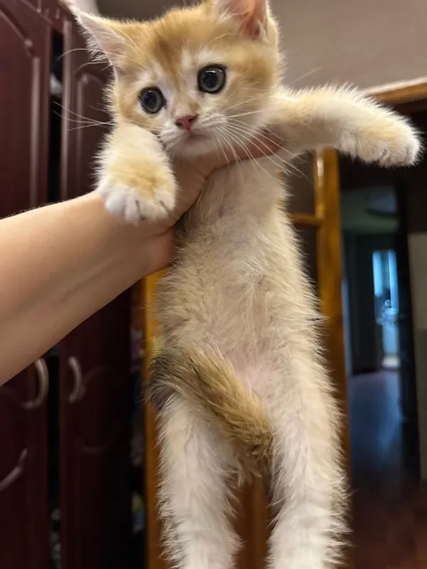 Продаются котятки, золотые и лиловые фолд — фото 4