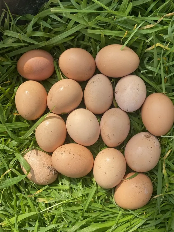 Продаю яйца корейских кур хан хяп