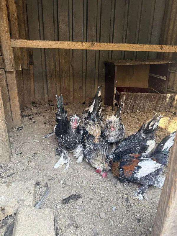 Курк японча товук сотилада Самарканда шахар — фото 2