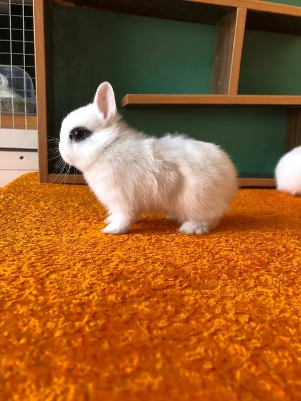 Karlik quyonchalar xatot panda