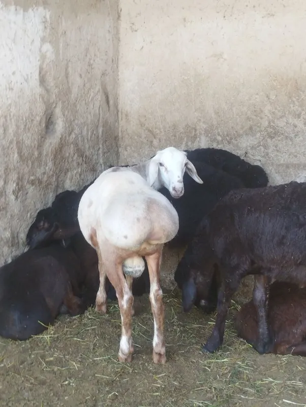 Quchqor uruğlika sotiladi srochna yeb ichishi zur aybi yoʻq 2