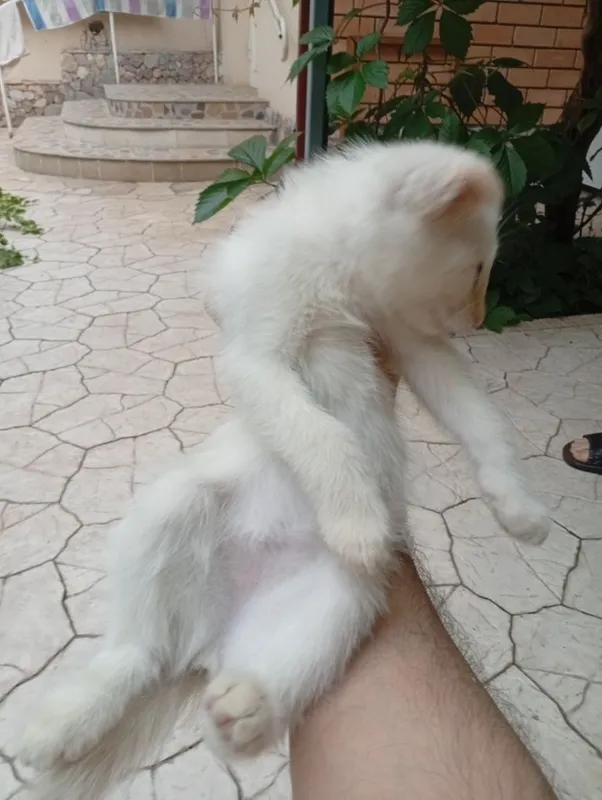 Прекрасные котята — фото 4