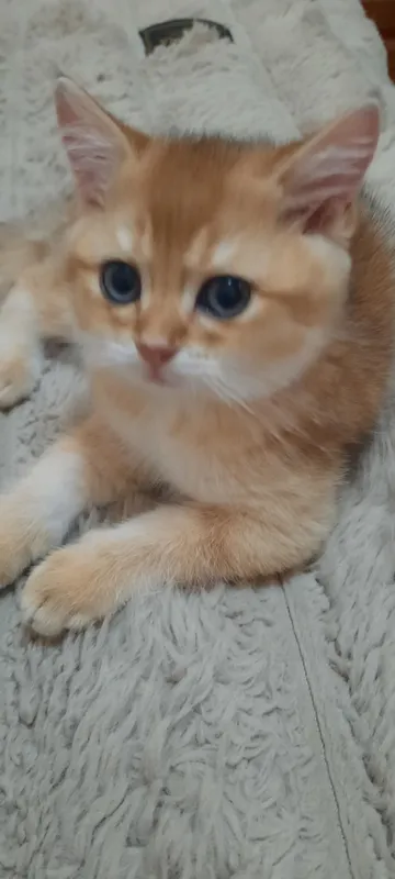 Котенок британской шиншилы, мальчик