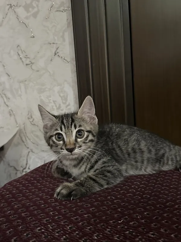 Mushuk sotiladi. 2