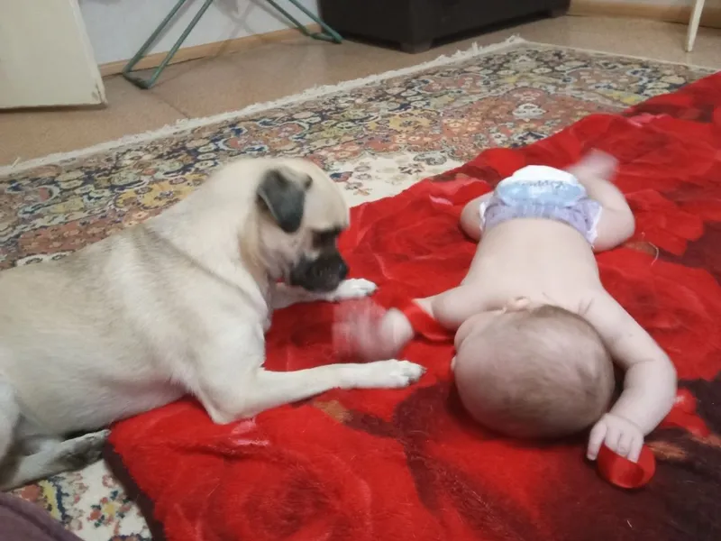 Продаётся собака породы мопс . — фото 2
