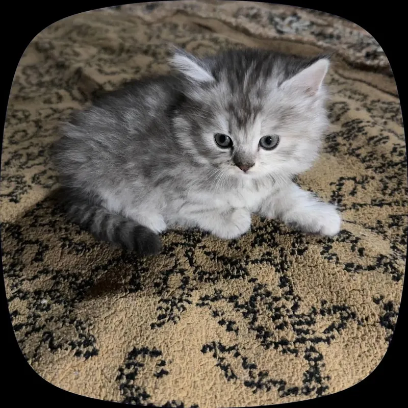 шиншилла