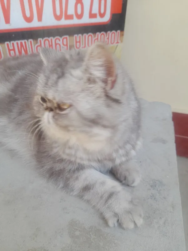 Кошка персинское — фото 4