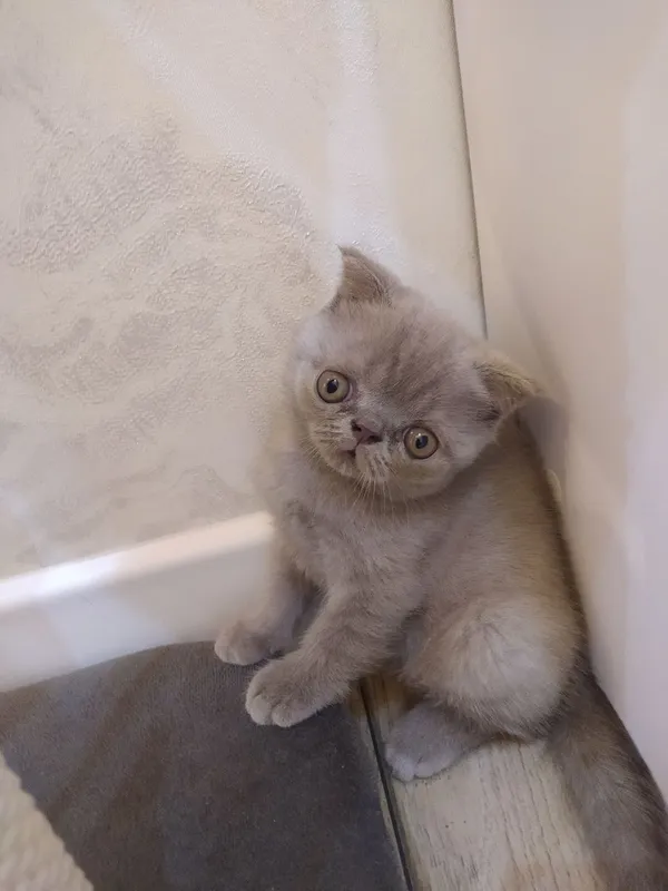 Продаются домашние котята 8