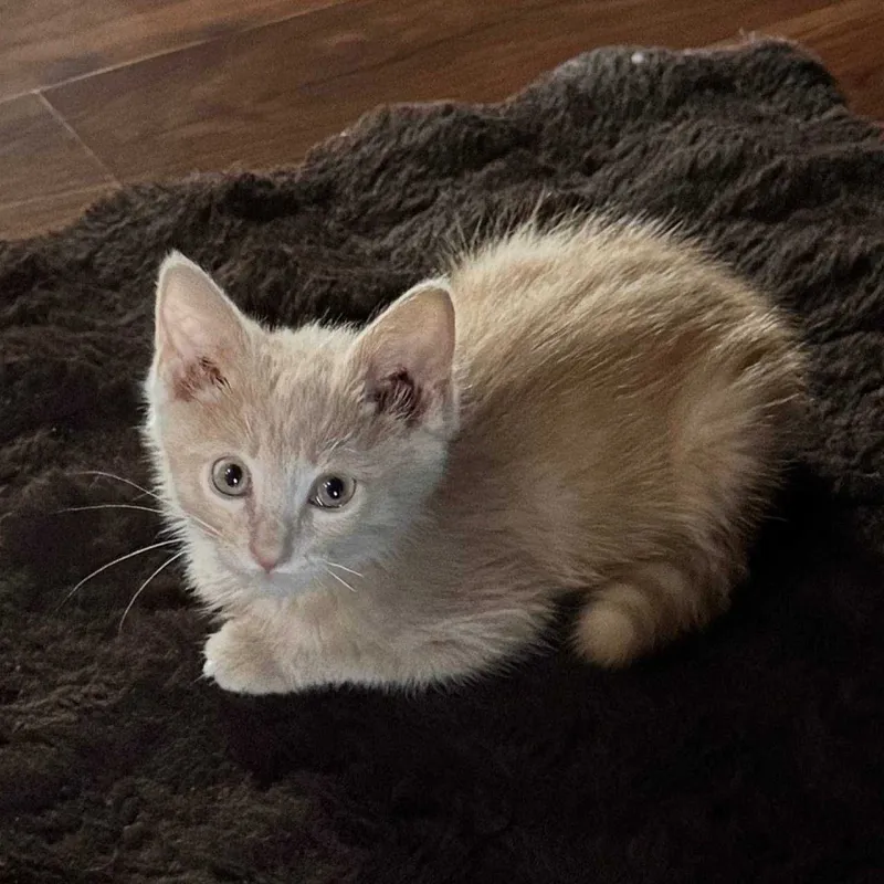 Котенок ищет любящий дом 1