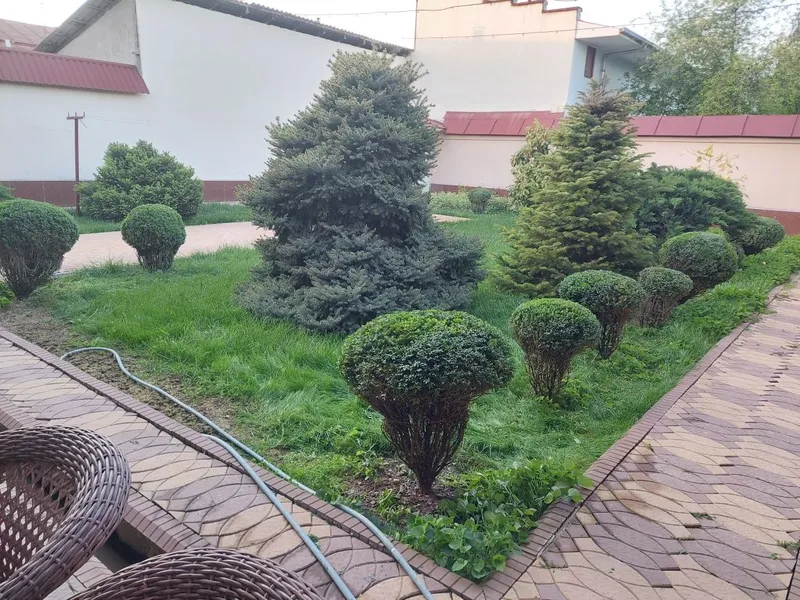 Archa va daraxtlarni kesish shakl berish — фото 5