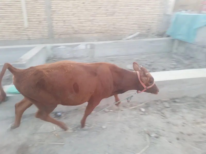 H6kizcha sotiladi Suntdan t6ygan 2 H6kizcha sotiladi Suntdan t6ygan 2