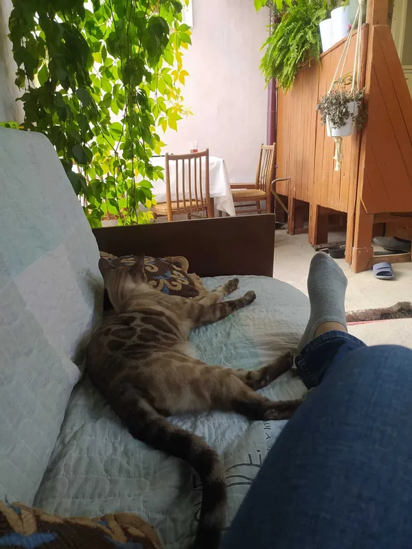 Бенгальские котята — фото 7