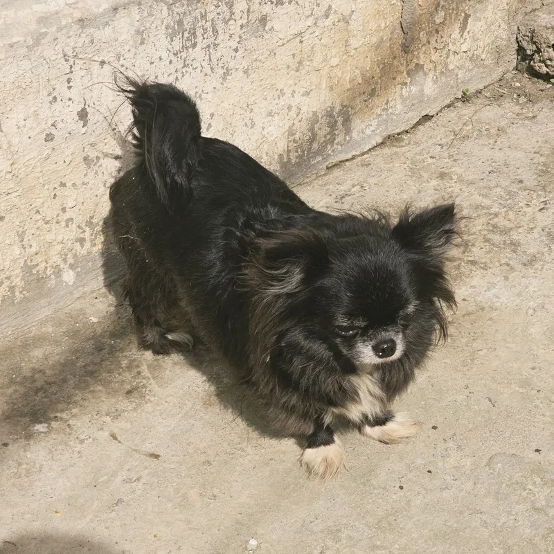Voyaga yetgan chihuahua urg‘ochisi 7 Voyaga yetgan chihuahua urg‘ochisi 7