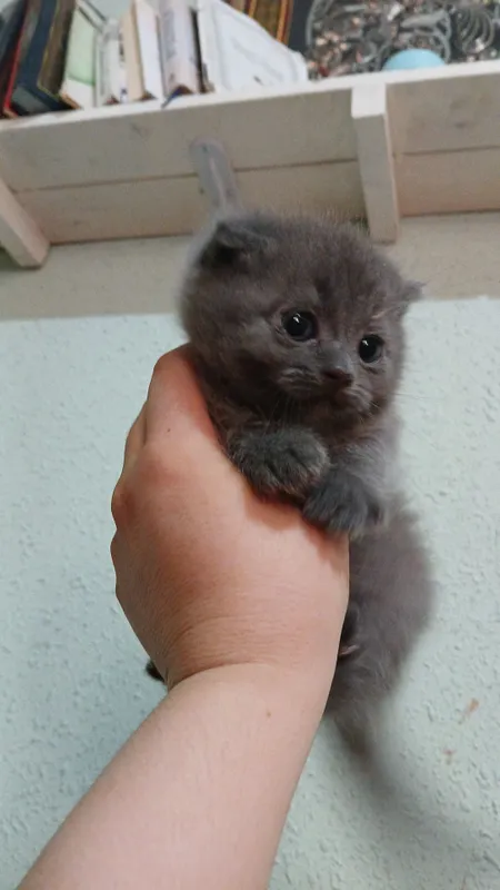 кот кот