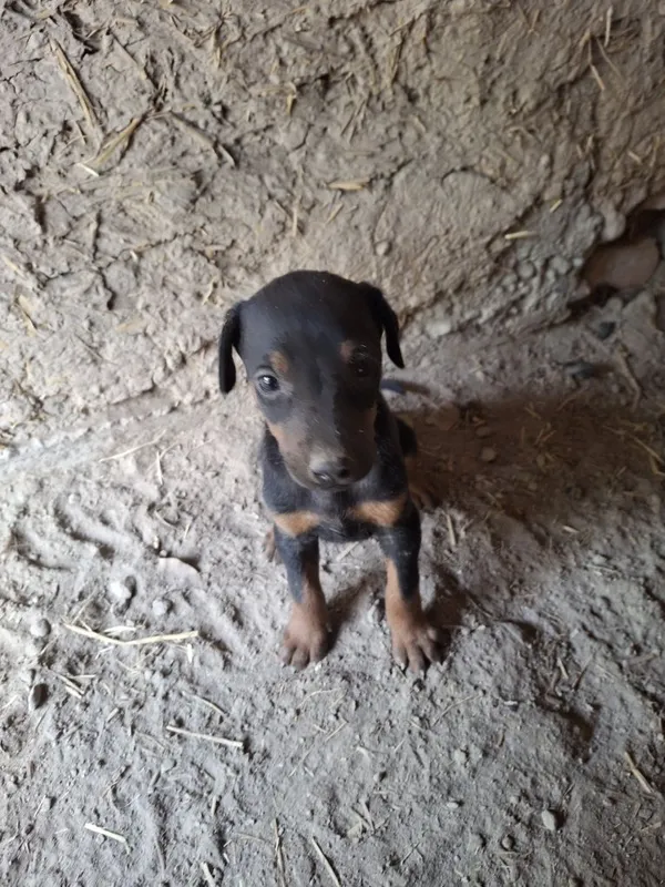 Sotiladi: 2 oylik Doberman kuchugi 2 Sotiladi: 2 oylik Doberman kuchugi 2