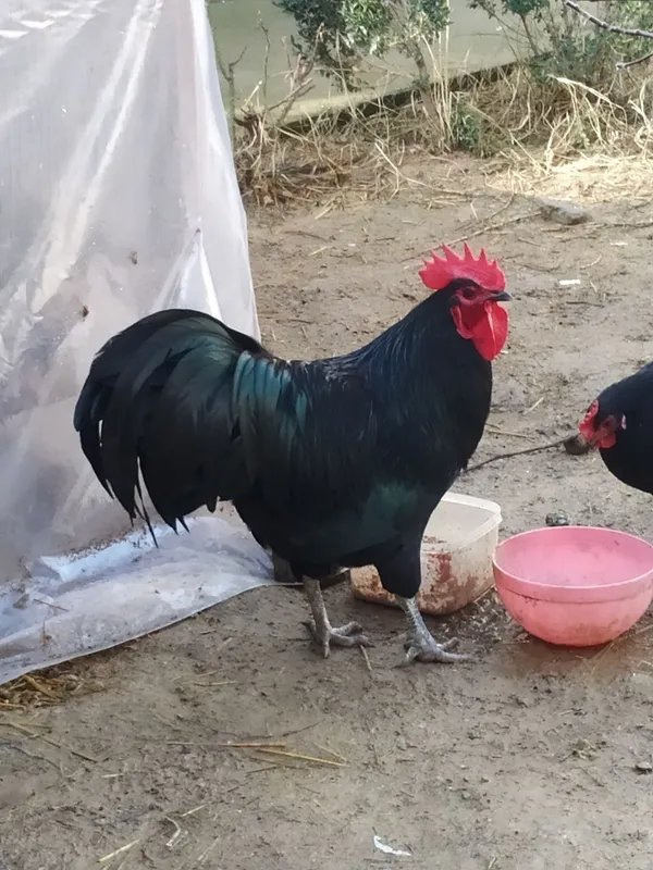 Xoroz soriladi (ASTRALOB — фото 1
