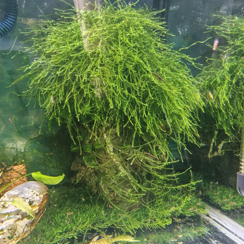 Akvarium tabiiy suv oʻtlari