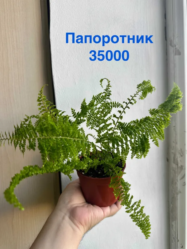 Филодендрон бразил, Эпипренум себу блю, Папоротник, Портулакария афра — фото 3