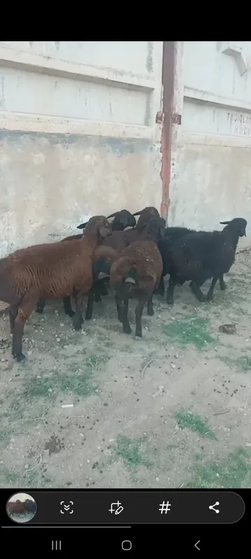 Кучкар 6та соглом — фото 2