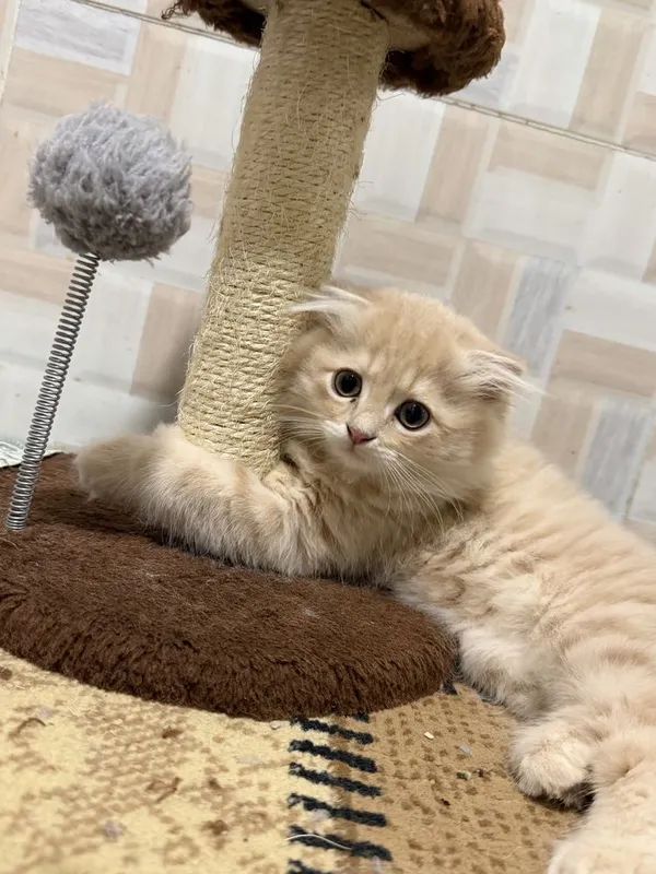 Продаются котата скотиш фолд 3 Продаются котата скотиш фолд 3