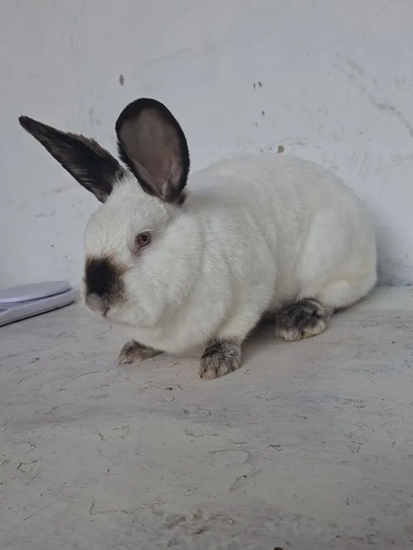 Kaliforniya quyoni toza qon sotiladi 3 Kaliforniya quyoni toza qon sotiladi 3