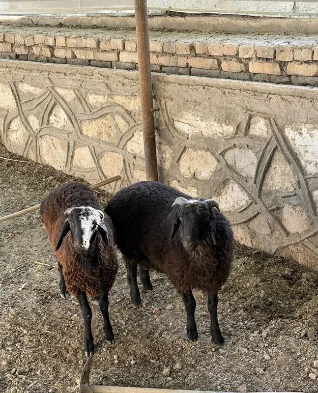 2 ta Qochqor yeb ichishi zor 3 2 ta Qochqor yeb ichishi zor 3