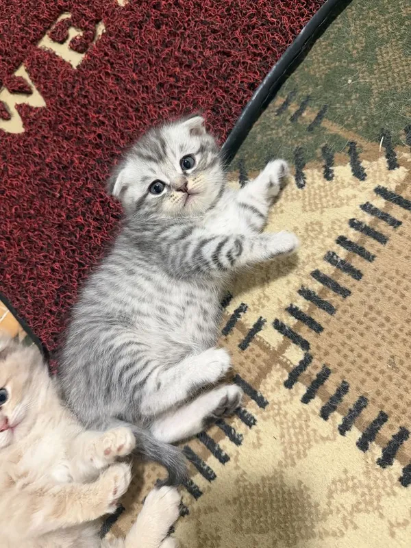 Продаются котата скотиш фолд 6 Продаются котата скотиш фолд 6
