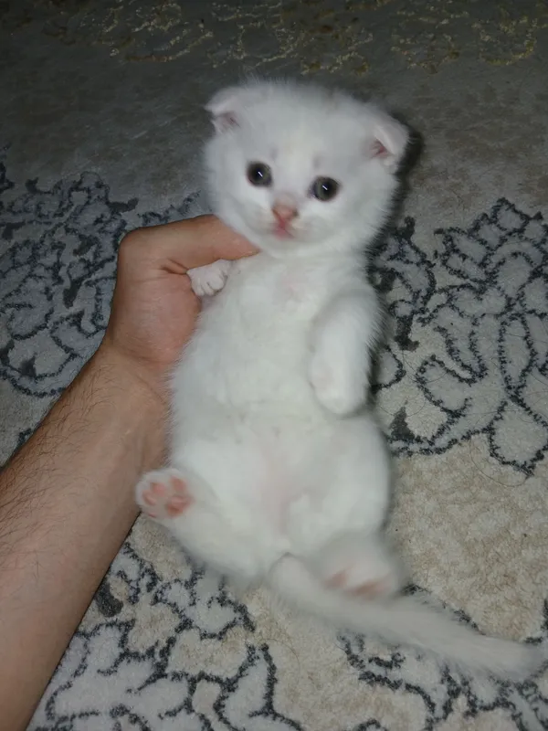 Котёнок скотиш фолд вислоухий