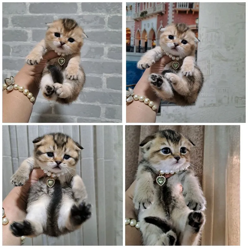 котята Скоттиш фолд — фото 1