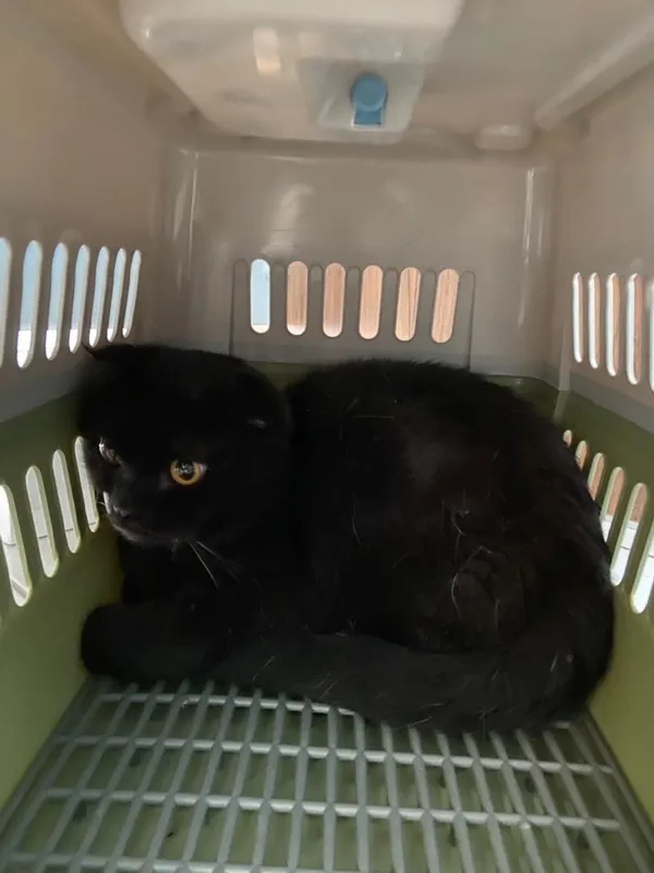 Отдадим британской породы кота . 1 Отдадим британской породы кота . 1