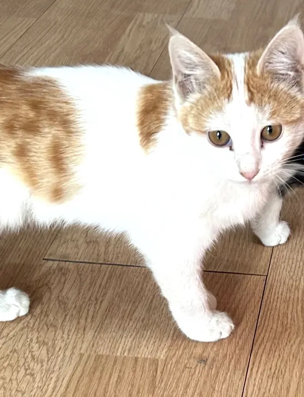 Котята В Бухаре. — фото 4
