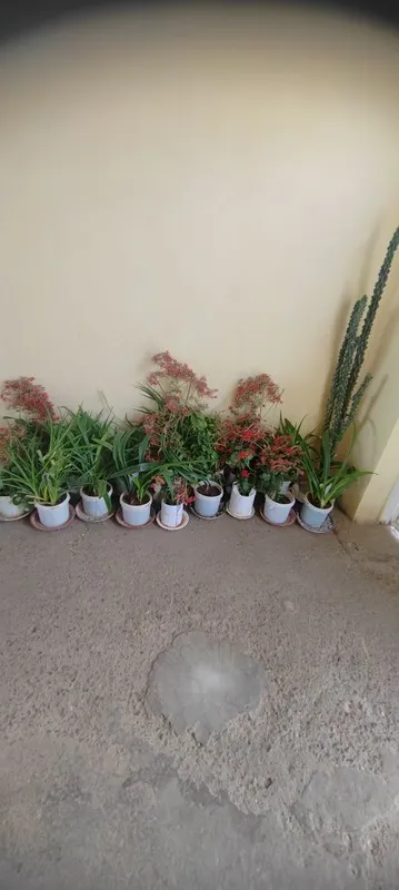 Gullar sotiladi zur