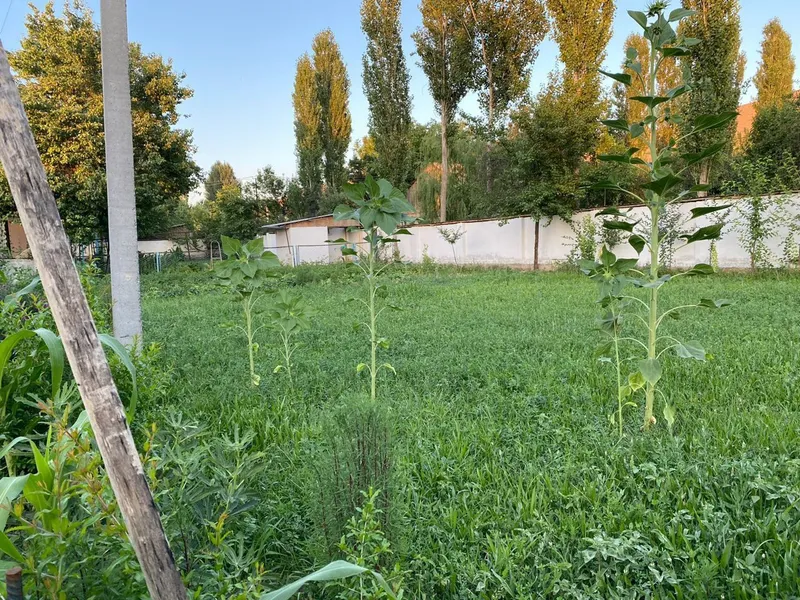 Продаётся 1,04 сот.М.Ашрафи