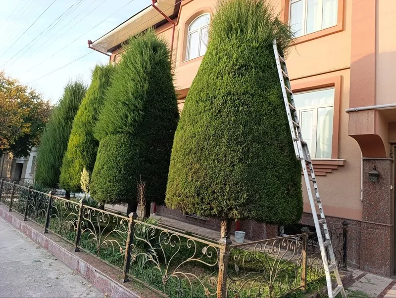 Archa kesish dorilash va gazon ikish 4