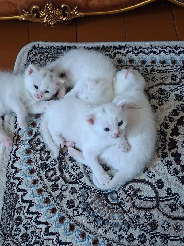 Mushuk bolalari hammasi qizbola zotili va sog'lom 6 Mushuk bolalari hammasi qizbola zotili va sog'lom 6