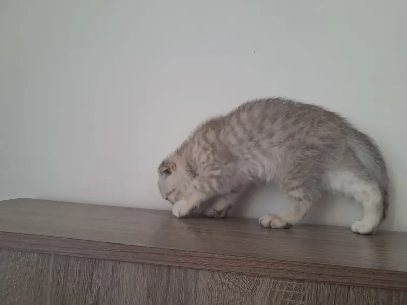 scottish fold mushuk sotiladi кошка 1.5 oyli 3 scottish fold mushuk sotiladi кошка 1.5 oyli 3