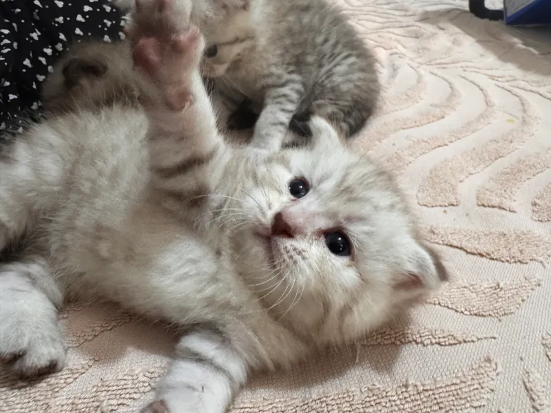 Продается срочно котенок скоттиш фолд — фото 3