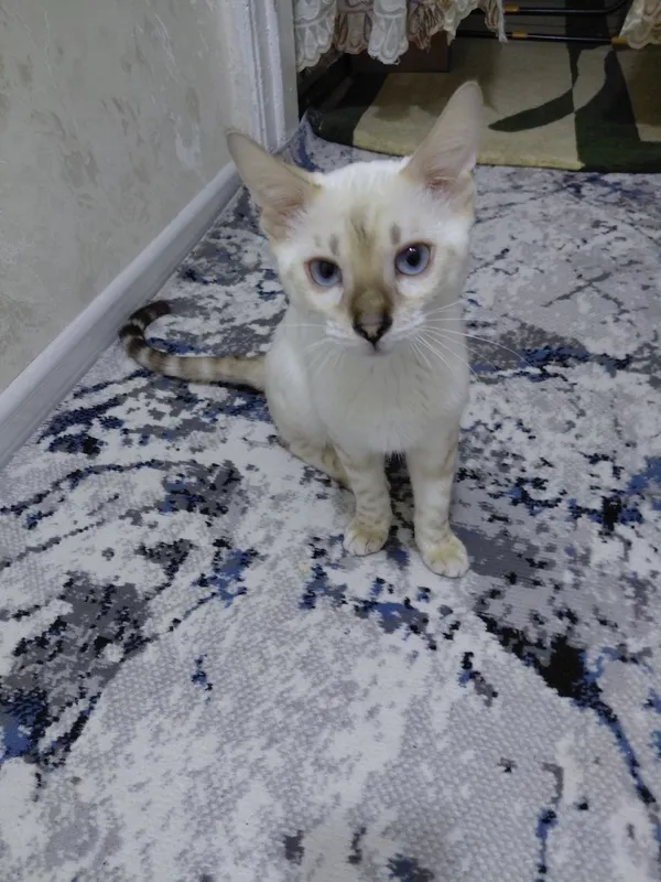 Бенгальский котенок 200$ 2 Бенгальский котенок 200$ 2