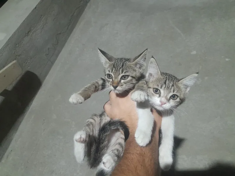 Котёнок в подарок 1 Котёнок в подарок 1
