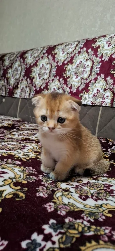 Котята Порода: Скоттиш Фолд — фото 6