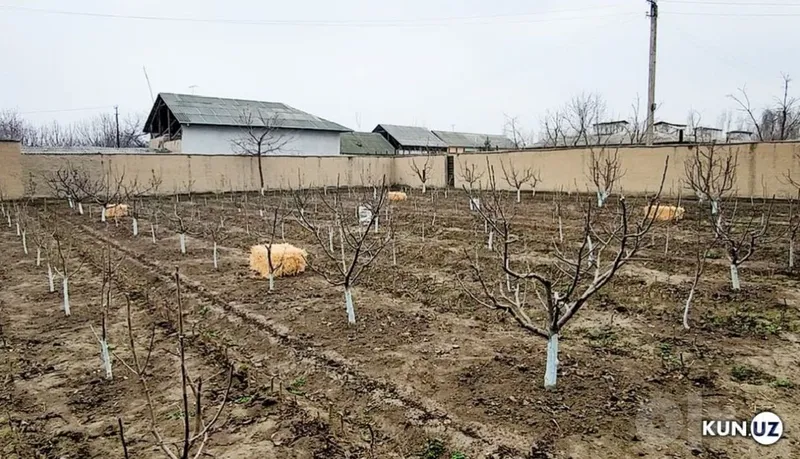 Услуги по обрезке и формированию деревьев по Ташкенту 3 Услуги по обрезке и формированию деревьев по Ташкенту 3