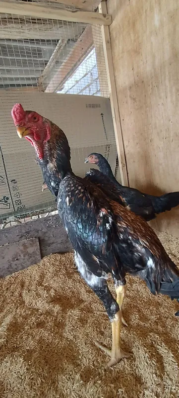 Продаётся пара куриц Жужа 2 Продаётся пара куриц Жужа 2
