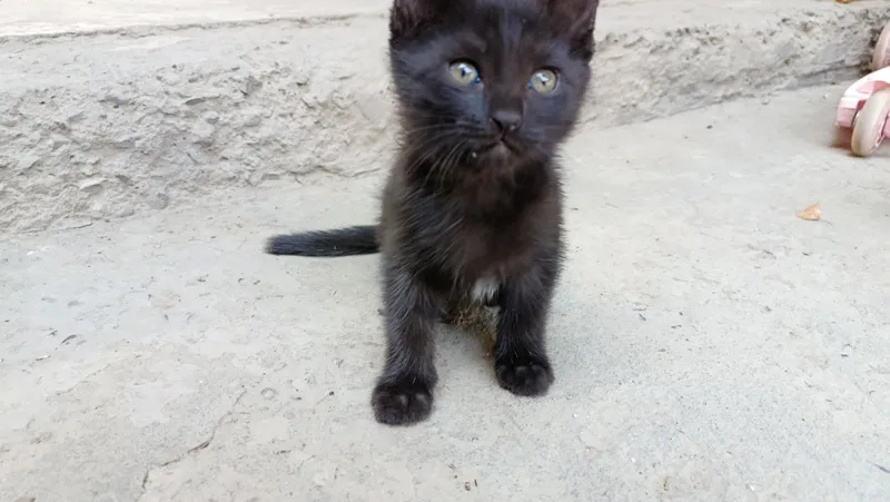 Отдам в хорошие руки Котята 4 шт 5 Отдам в хорошие руки Котята 4 шт 5