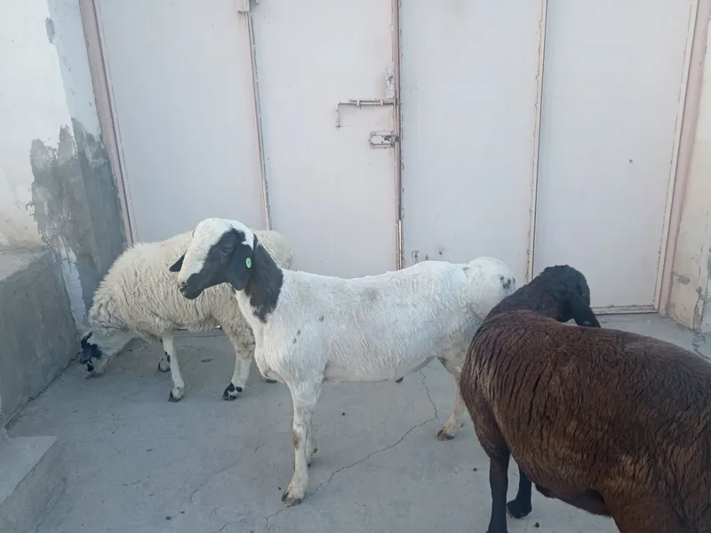 Qochqor qoy koy kochkor qurbonlik Курбонлик