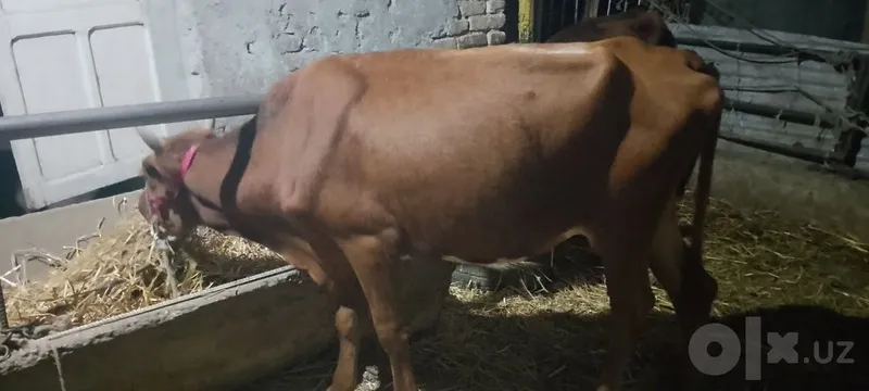 Ona bola sigir sotiladi kafolati bilan 5 Ona bola sigir sotiladi kafolati bilan 5